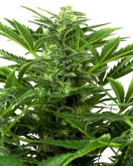 Sensi Seeds Cannabis Seeds Mandarin Punch Automatic Feminized, 3-10 pcs