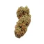 Royal Queen Seeds Cannabis Seeds Northern Light Auto