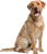 Šunims