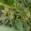 Silent Seeds Cannabis Seeds Lemon Tree Fast By Lemon Tree Feminized