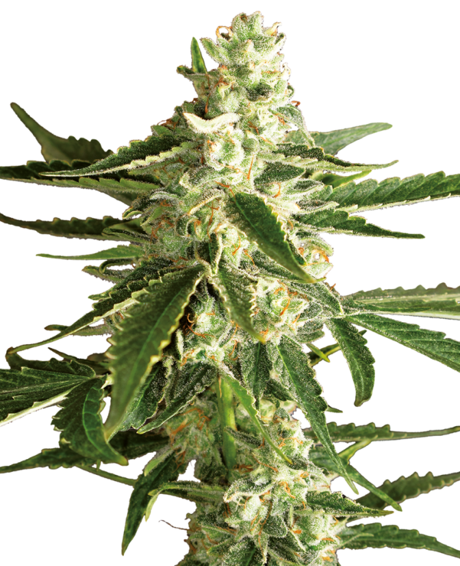 Sensi Seeds Cannabis Seeds White Diesel Haze Automatic Feminized by White Label, 3-10 gab.