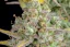 Fast Buds Cannabis Seeds Wedding Cheesecake Auto