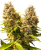Sensi Seeds Cannabis Seeds Banana Kush Cake Automatic Feminized, 3-10 pcs