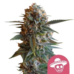Royal Queen Seeds Cannabis Seeds Mexican Rush Feminizēts