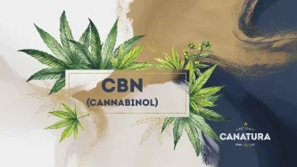 Czym jest CBN - kannabinol?