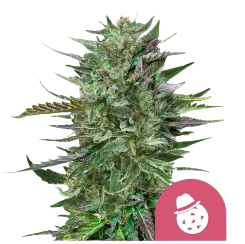 Royal Queen Seeds Cannabis Seeds Do-si-dos Feminized
