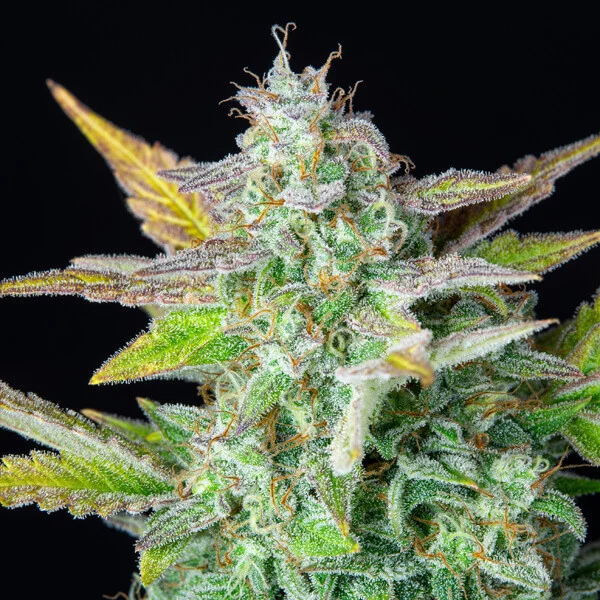 Royal Queen Seeds Cannabis Seeds Quick One Auto