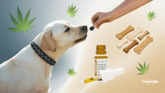 Einem Hund wird CBD-Öl verabreicht, um ihn herum befinden sich Hanfblätter, CBD-Öl und CBD-Leckerlis