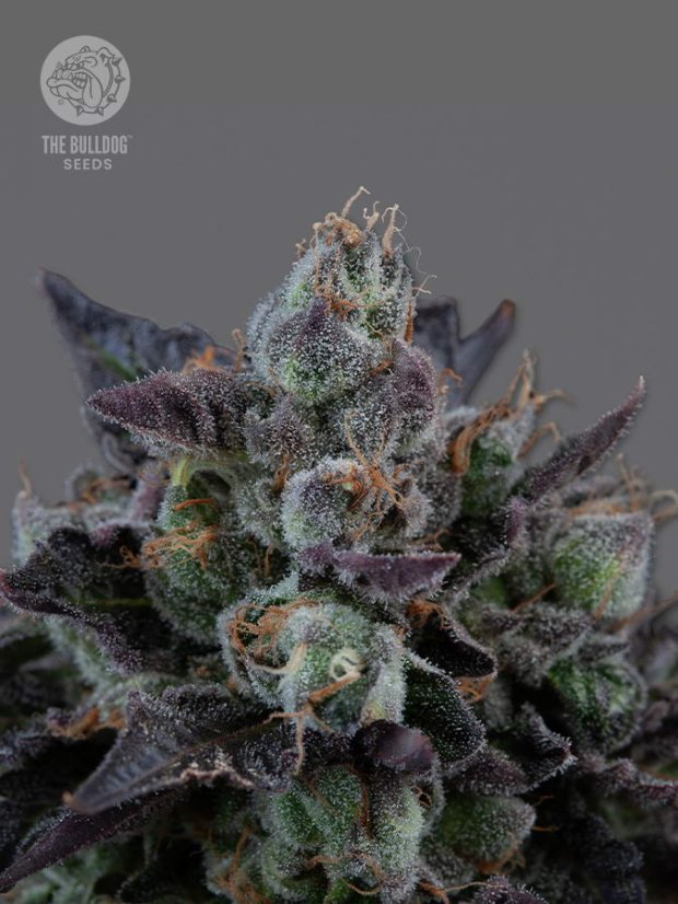 The Bulldog Seeds The Bulldog Gelato 17 Feminized, 3 and 5 pcs