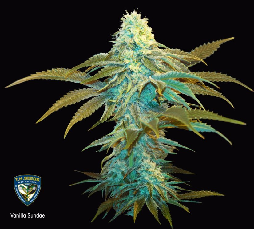 T.H.Seeds™ Cannabis Seeds Vanilla Sundae, various pack, feminized