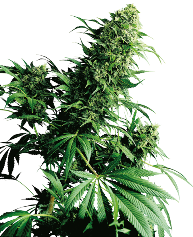 Sensi Seeds Cannabis Shiva Shanti® Regular, 10 gab