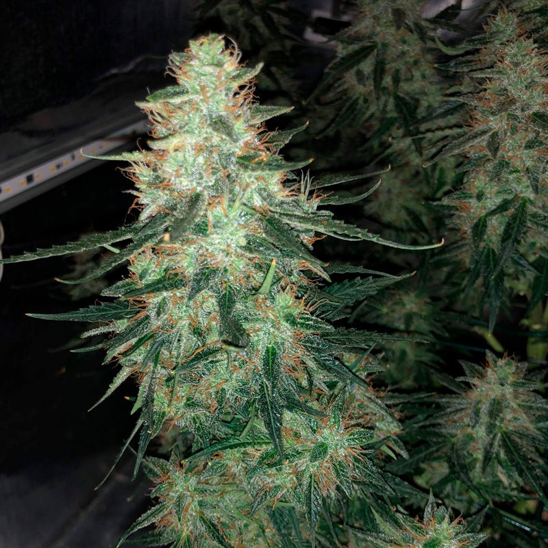 Silent Seeds Cannabis Seeds Moby Dick Auto Feminized