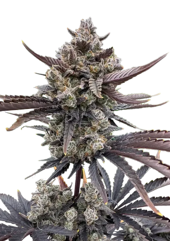 Fast Buds Cannabis Seeds Banana Purple Punch Auto RF3