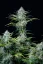Fast Buds Cannabis Seeds White Widow Auto