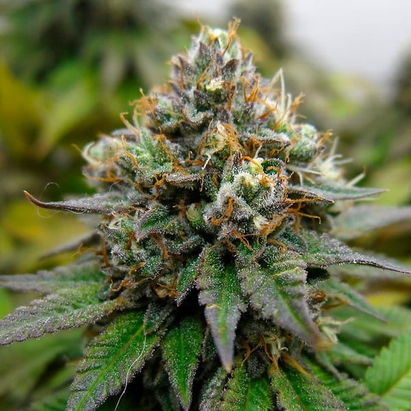 Royal Queen Seeds Cannabis Seeds Euphoria Feminized (High CBD)