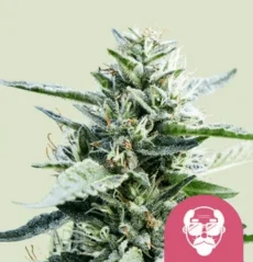 Royal Queen Seeds Семена канабиса деда љубичаста феминизирана