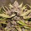 Royal Queen Seeds Cannabis Seeds Royal Highness Feminized (augsts CBD)
