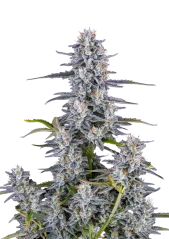 Fast Buds Cannabis Seeds Super Boof Autoflowering