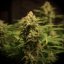 Doctor´s Choice Seeds Devotchka Auto Feminized