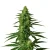 E8High