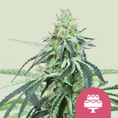 Royal Queen Seeds Cannabis Seeds Wedding Gelato Feminized