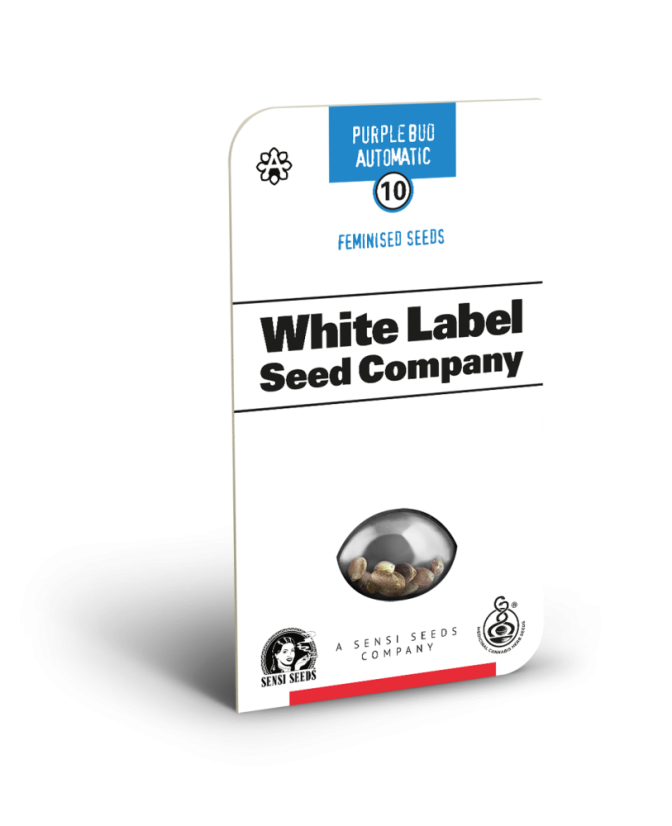 Sensi Seeds Cannabis Seeds Purple Bud Automatic Feminized by White Label, 3-10 pcs