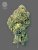The Bulldog Seeds TB Runtz Feminized, 3 and 5 pcs