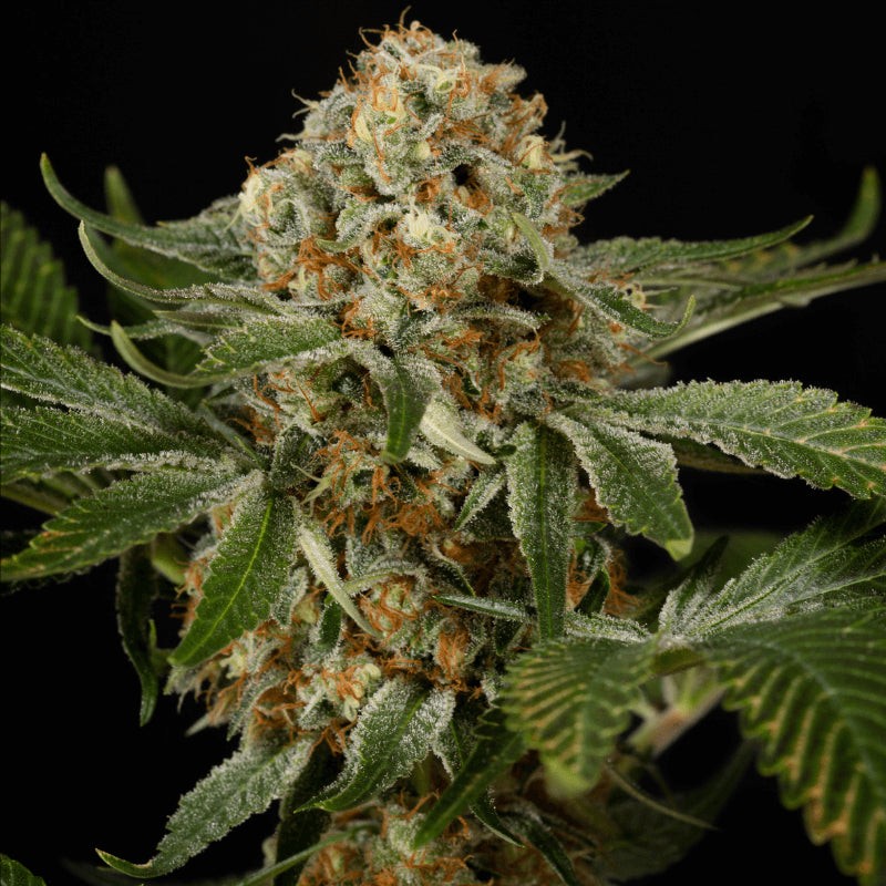 Silent Seeds Classic Cannabis Seeds OG Kush Feminized