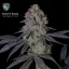 T.H.Seeds™ Cannabis Seeds Runtz N' Roses, various pack, feminized