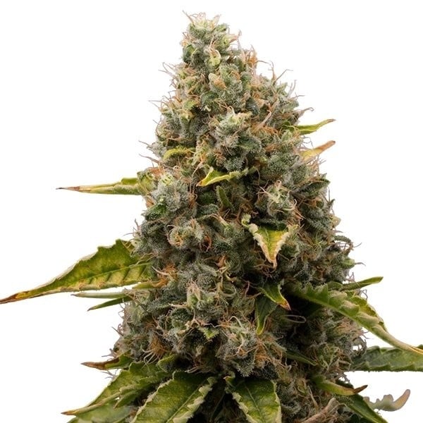 Royal Queen Seeds Cannabis Seeds White Widow Feminized