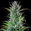 Royal Queen Seeds Cannabis Seeds Northern Light feminizēts