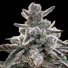 Silent Seeds Cannabis Seeds Polar Gelato By Sherbinskis Feminized