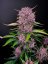 Fast Buds Cannabis Seeds Purple Lemonade Auto