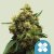 Royal Queen Seeds Semi di Cannabis Painkiller XL Femminizzati (Alto CBD)