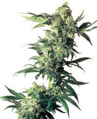 Sensi Seeds Cannabis Seeds Northern Lights® Feminized, 3-10 pcs