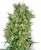 Sensi Seeds Cannabis Seeds Cali Orange Bud Regular by White Label, 10 pcs