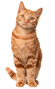 For cats
