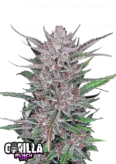 Fast Buds Cannabis Seeds Gorilla Punch Auto