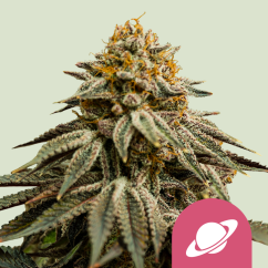 Royal Queen Seeds Cannabis Seeds Royal Skywalker Feminized