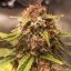 Doctor´s Choice Seeds Purple Ryder Auto Feminized