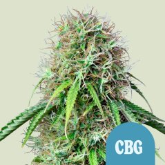 Royal Queen Seeds Semi di Cannabis Royal CBG Auto (Alto CBD)