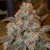 Silent Seeds Exotic Cannabis Seeds Gorilla Frost Feminized
