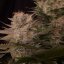 Doctor´s Choice Sēklas Chronic Fast F1 BX Regular