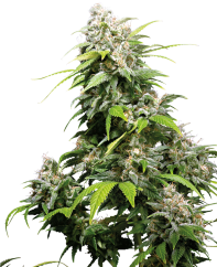 Sensi Seeds Cannabis Seeds California Indica® Feminized, 3-10 pcs