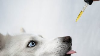 Which dosage of CBD to choose for your pet dog?