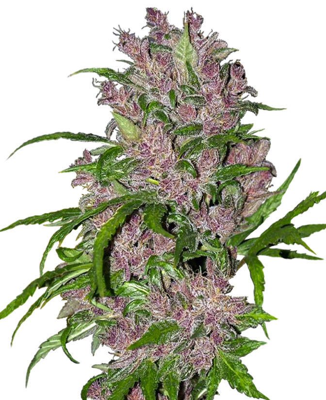Sensi Seeds Cannabis Seeds Purple Bud Automatic Feminized by White Label, 3-10 pcs