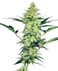 Sensi Seeds Cannabis Seeds White Diesel Feminized by White Label, 3-10 gab.