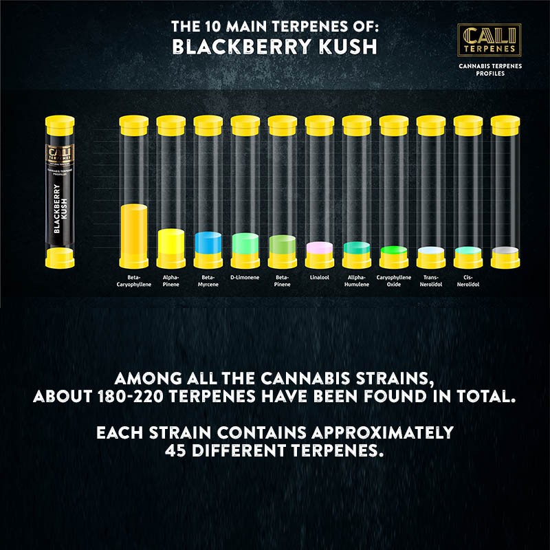 Cali Terpenes - KAZENES KUŠS, 1 - 1000 ml