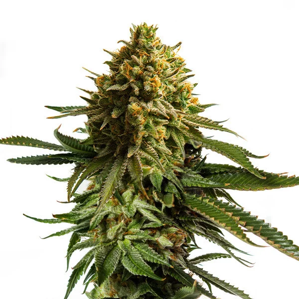 Royal Queen Seeds Cannabis Seeds Wedding cake Feminized