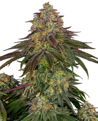 Sensi Seeds Cannabis Seeds Sweet Cherry Kush® Feminized, 3-10 pcs